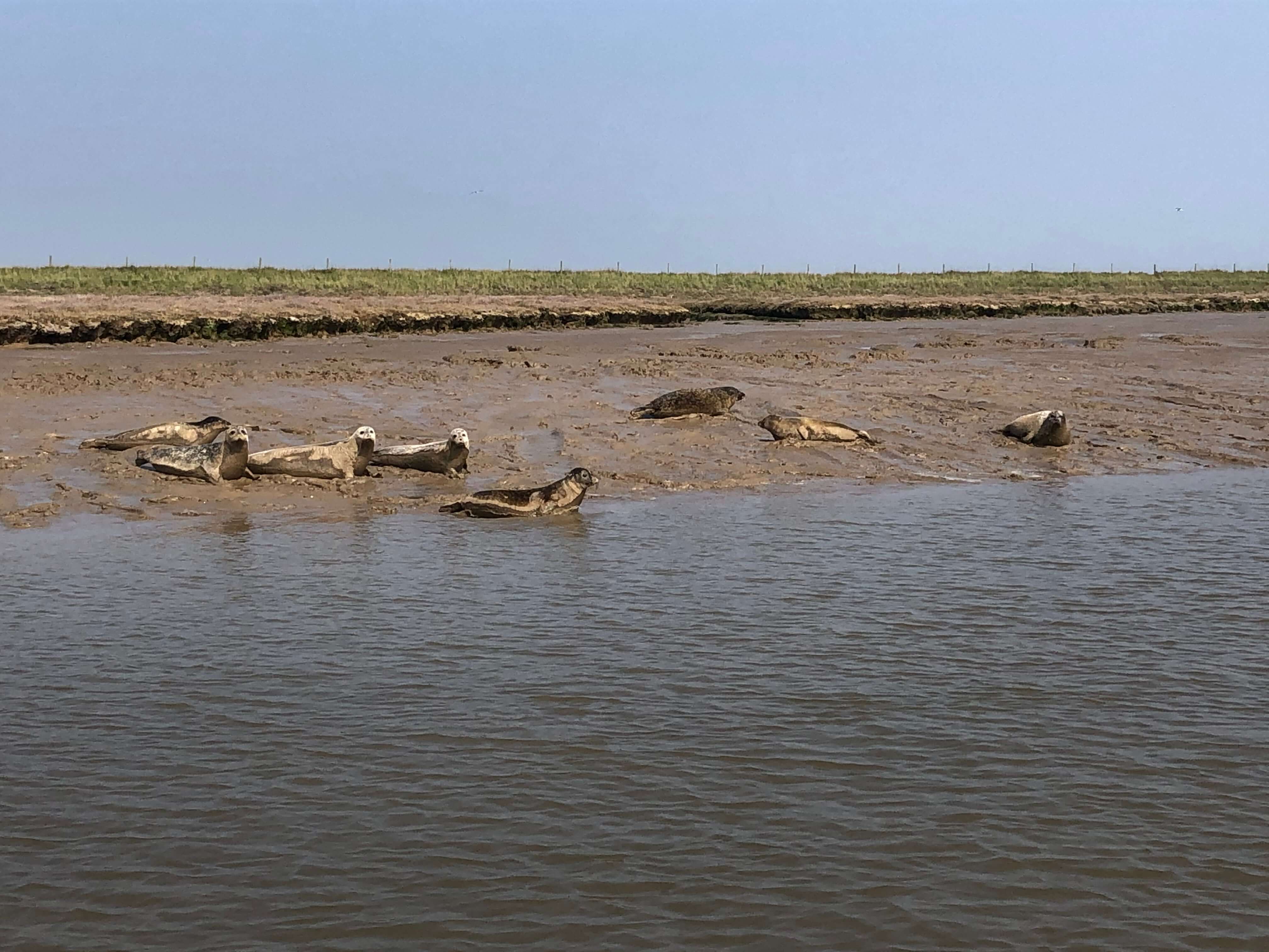 A colony of seals on a muddy bank on the River Alde