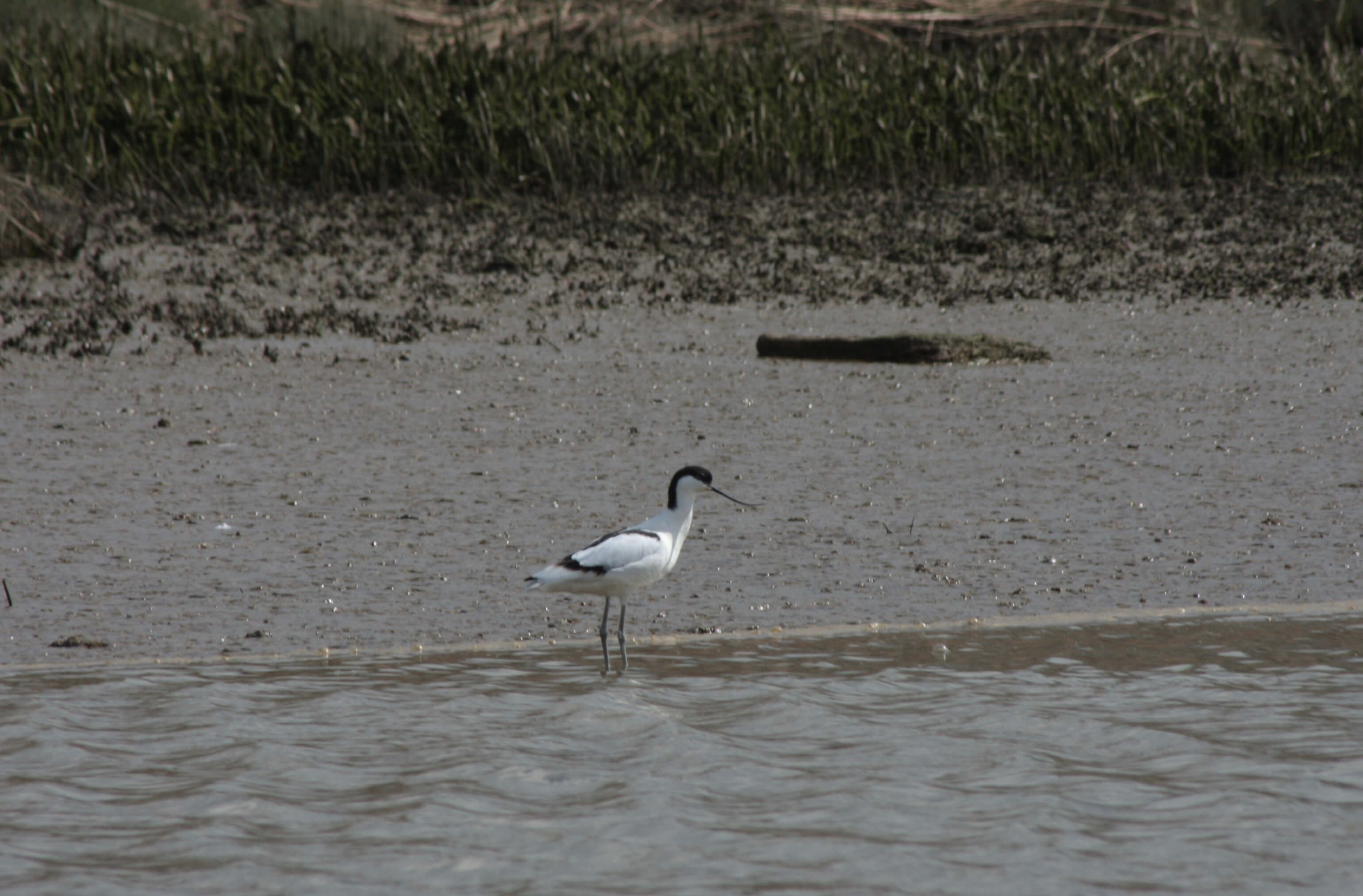 An Avocet standing in the water by the bank