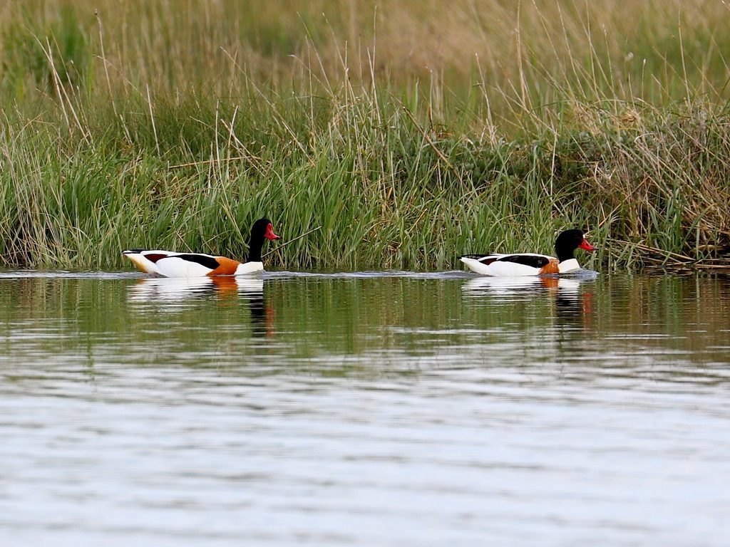 Two Shellducks on the river